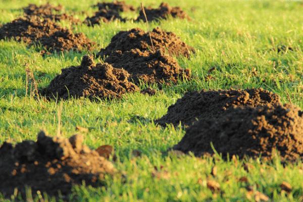 Mole - Trap - Tomcat - Lawn - Damage - Turf - Tunnels