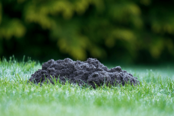 Yard Mole Removal How To Trap Moles