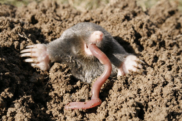What Do Moles Eat - Why Moles Are In Your Yard?
