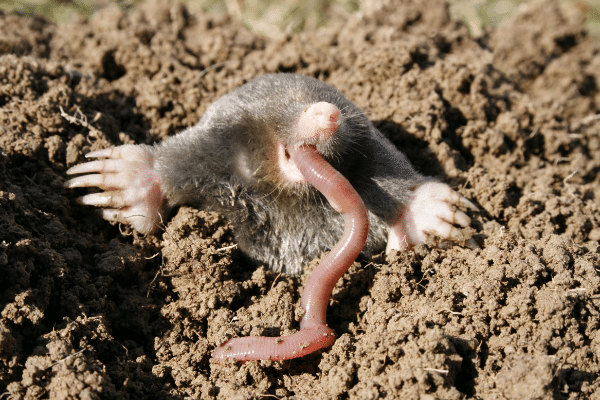 What Do Moles Eat - Why Moles Are In Your Yard? What Do Moles Eat - Why Moles Are In Your Yard?
