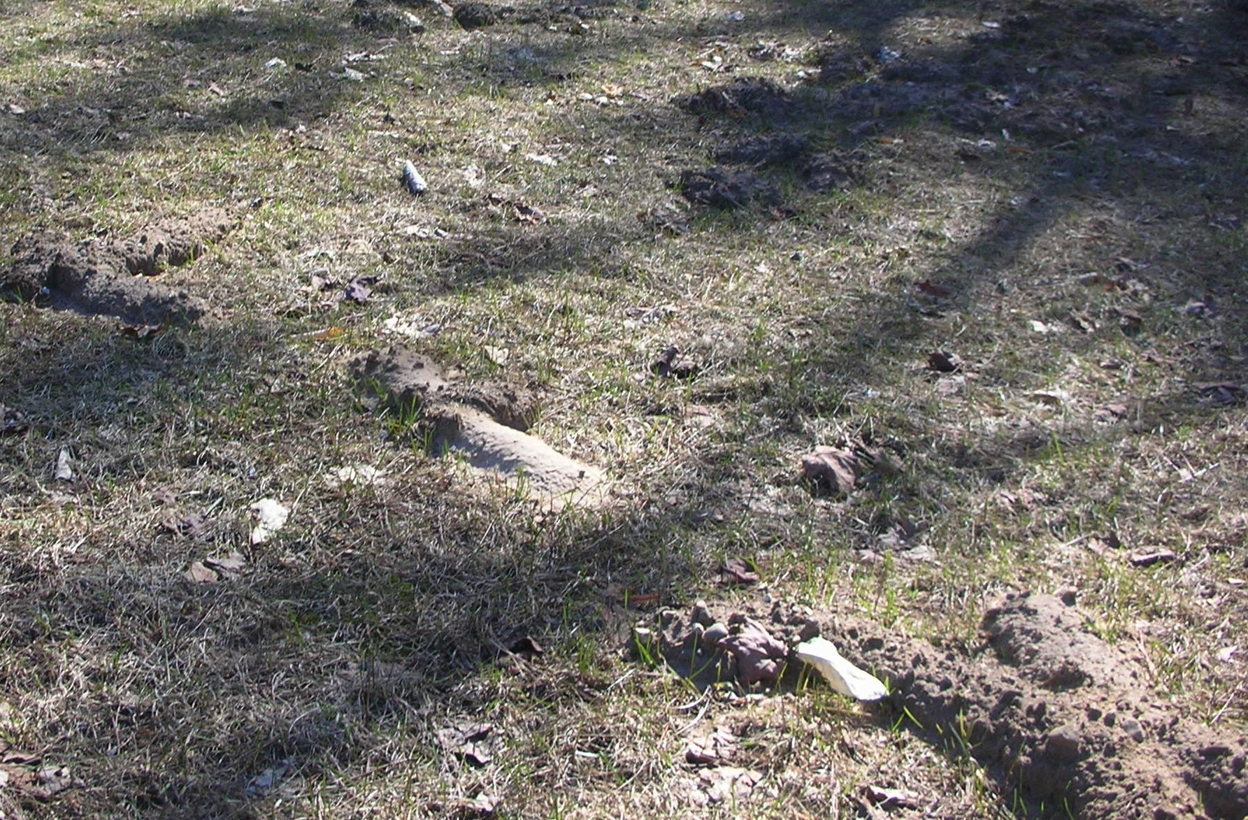 Trapping Pocket Gophers How To Get Rid Of Them