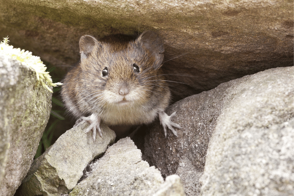 Best Mouse Poison - Pest Control For Mice
