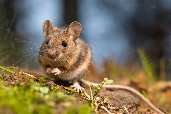 How to Get Rid of Mice Naturally: Repellents, Humane Traps, and