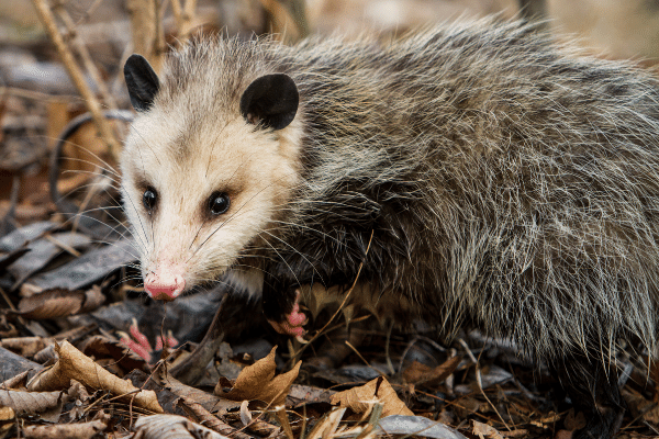 How to Trap Opossums, Opossum Traps