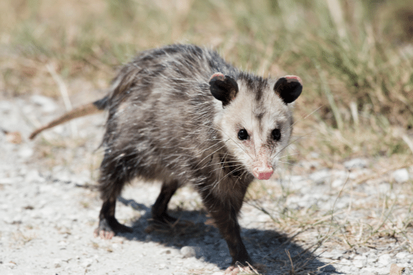 https://www.trap-anything.com/images/opossum4-compressed.png