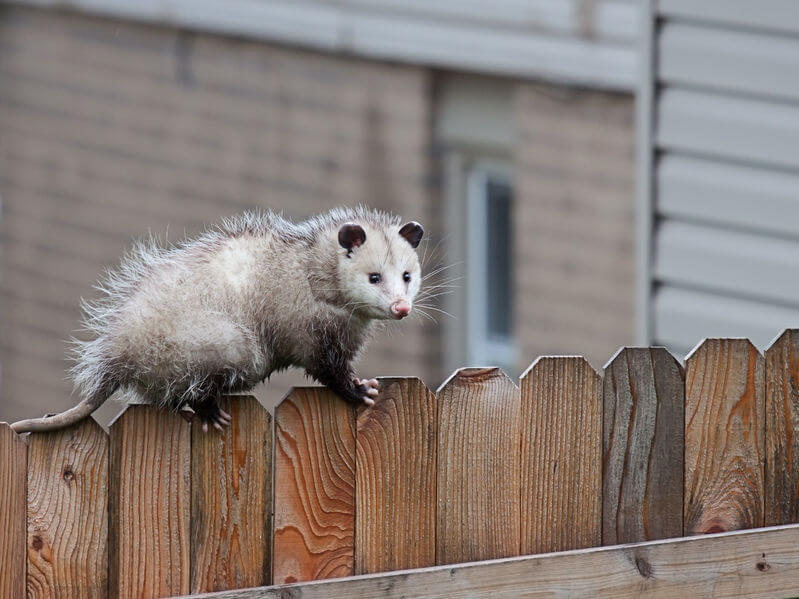 What Bait To Use For Opossum Traps