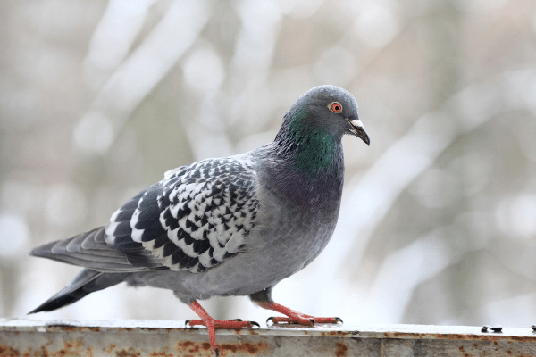 Homemade Live Bird Trap Instructions