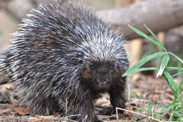 porcupine trap, porcupine traps, porcupine cage, porcupine cages