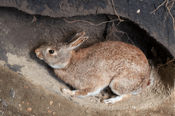 Rabbit Burrow - Where Do Rabbits Live?