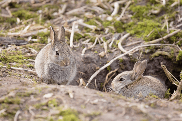 Rabbit Burrow - Where Do Rabbits Live?