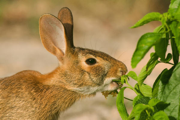 What Do Rabbits Eat - Food And Diet