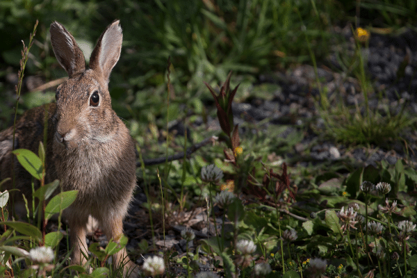 Trapping with Snares - Rabbit Watch