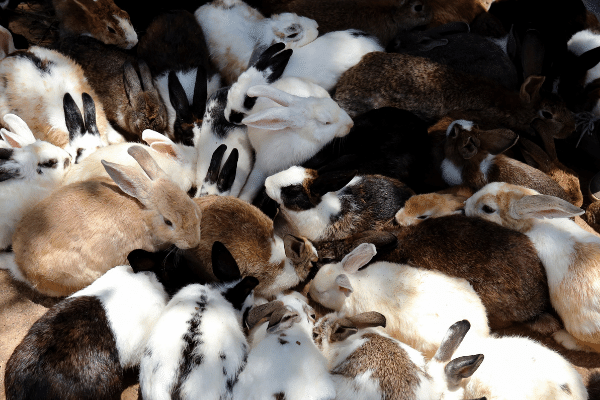 Types Of Rabbits - Breed Characteristics