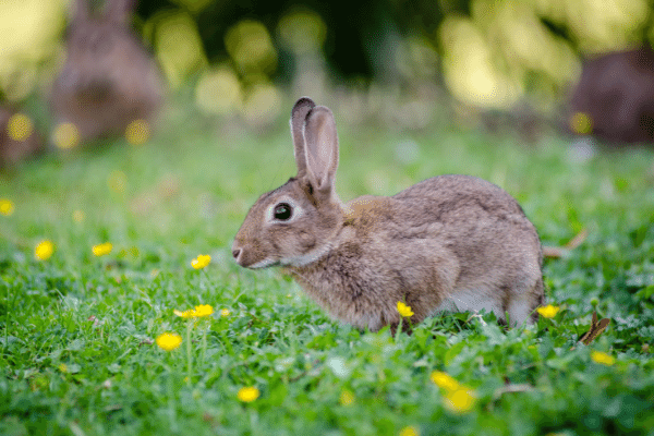 Rabbit Trap - How To Catch A Rabbit