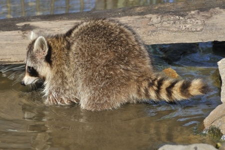 Duke Dog Proof Raccoon Trap