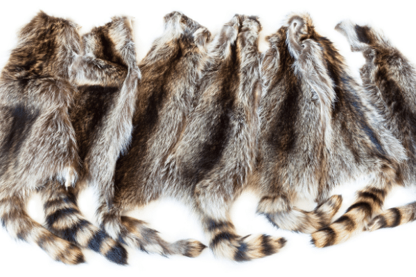 How To Skin A Raccoon - Fur Handling Tips