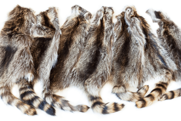 How To Skin A Raccoon - Fur Handling Tips How To Skin A Raccoon - Fur Handling Tips
