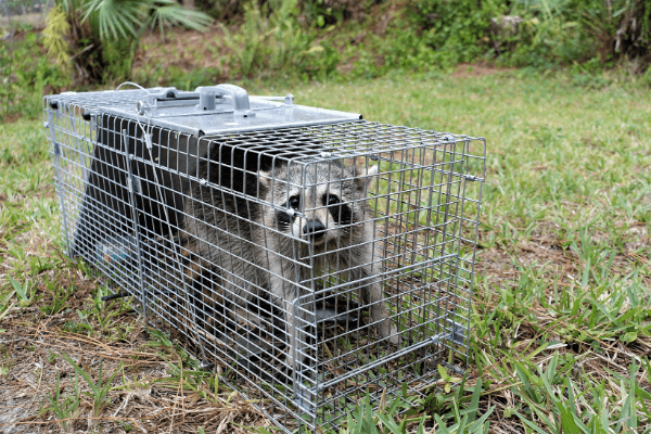 Get Rid Of Raccoons - From Bird Feeders Or Pet Food