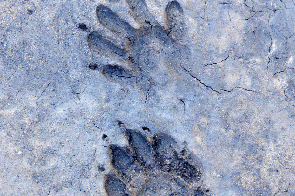 Raccoon Tracks - What Do They Look Like?