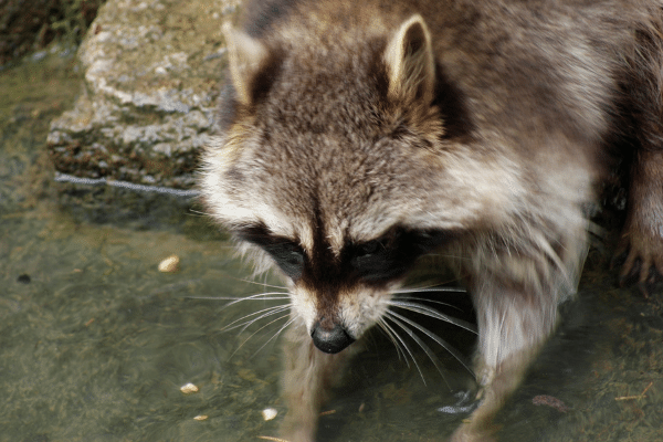 Raccoon Traps - Which One Should You Use?