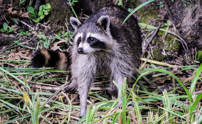 Duke Dog Proof Raccoon Trap With Set Tool 