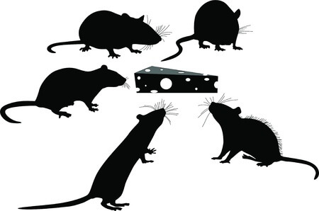 https://www.trap-anything.com/images/rat-bait-compressed.jpg