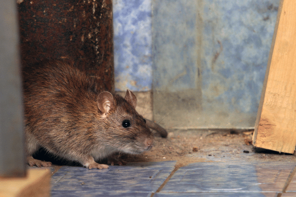 Electronic rat on sale repellent