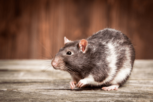 How Long Do Rats Live - Pet vs. Wild