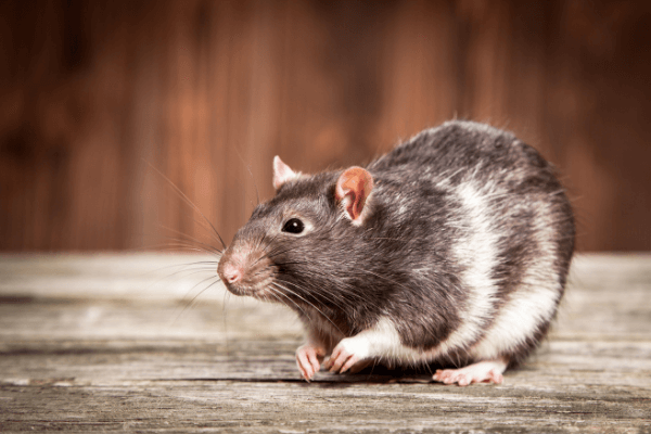 How Long Do Rats Live?