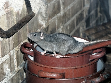 rats cellar identify