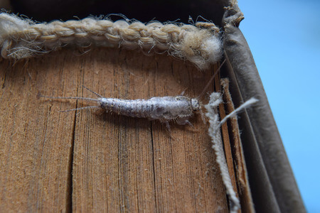 Are Silverfish Dangerous? - Facts And Control Tips