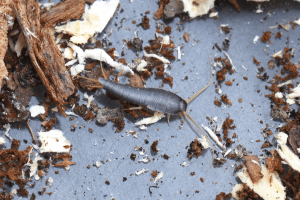 Silverfish Control - How To Get Rid Of Silverfish