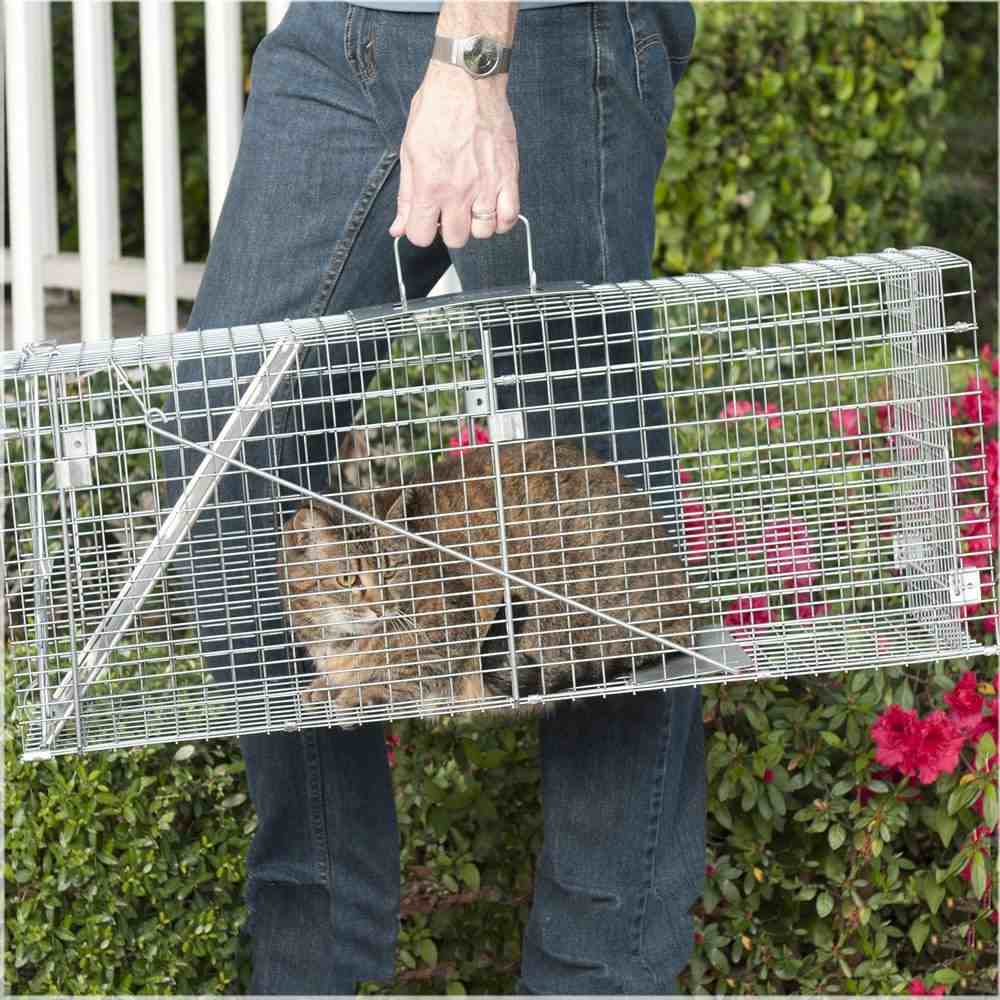 Trapping Feral Cats The Best Way To Trap Stray Cats