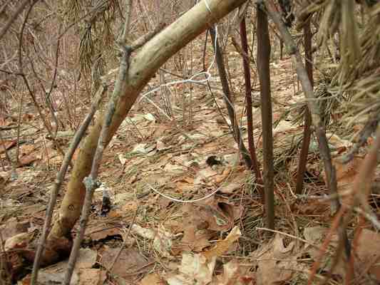 Setting A Rabbit Snare - An Easy Rabbit Trap