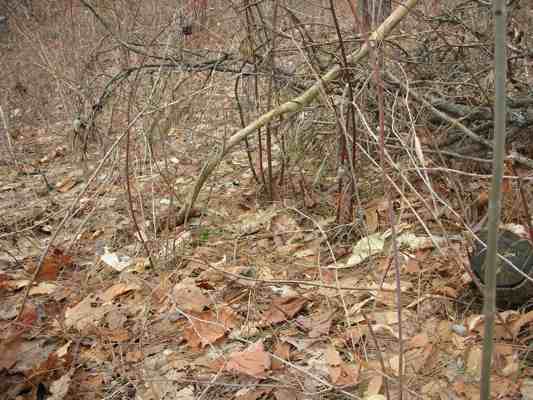Setting A Rabbit Snare An Easy Rabbit Trap Setting A Rabbit Snare An Easy Rabbit Trap
