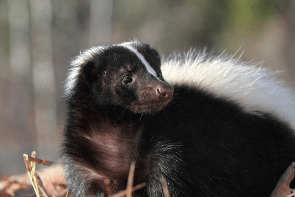 Top 5 Best Skunk Traps To Buy Today (2023 Review)
