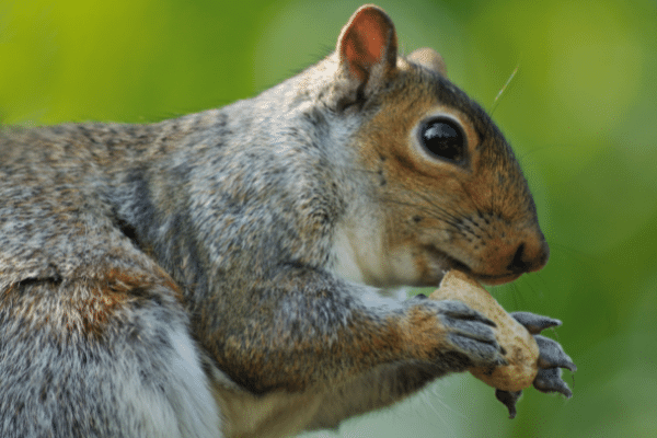 Trapping Squirrels - How To Remove Them Yourself