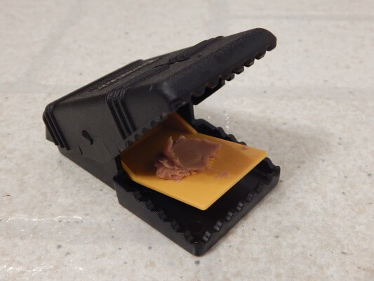 Choosing The Best Mouse Trap For Your Home