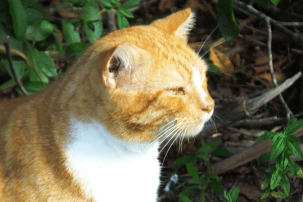 trapping house cats