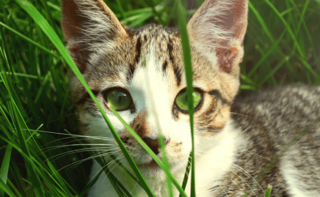 trapping feral cats download