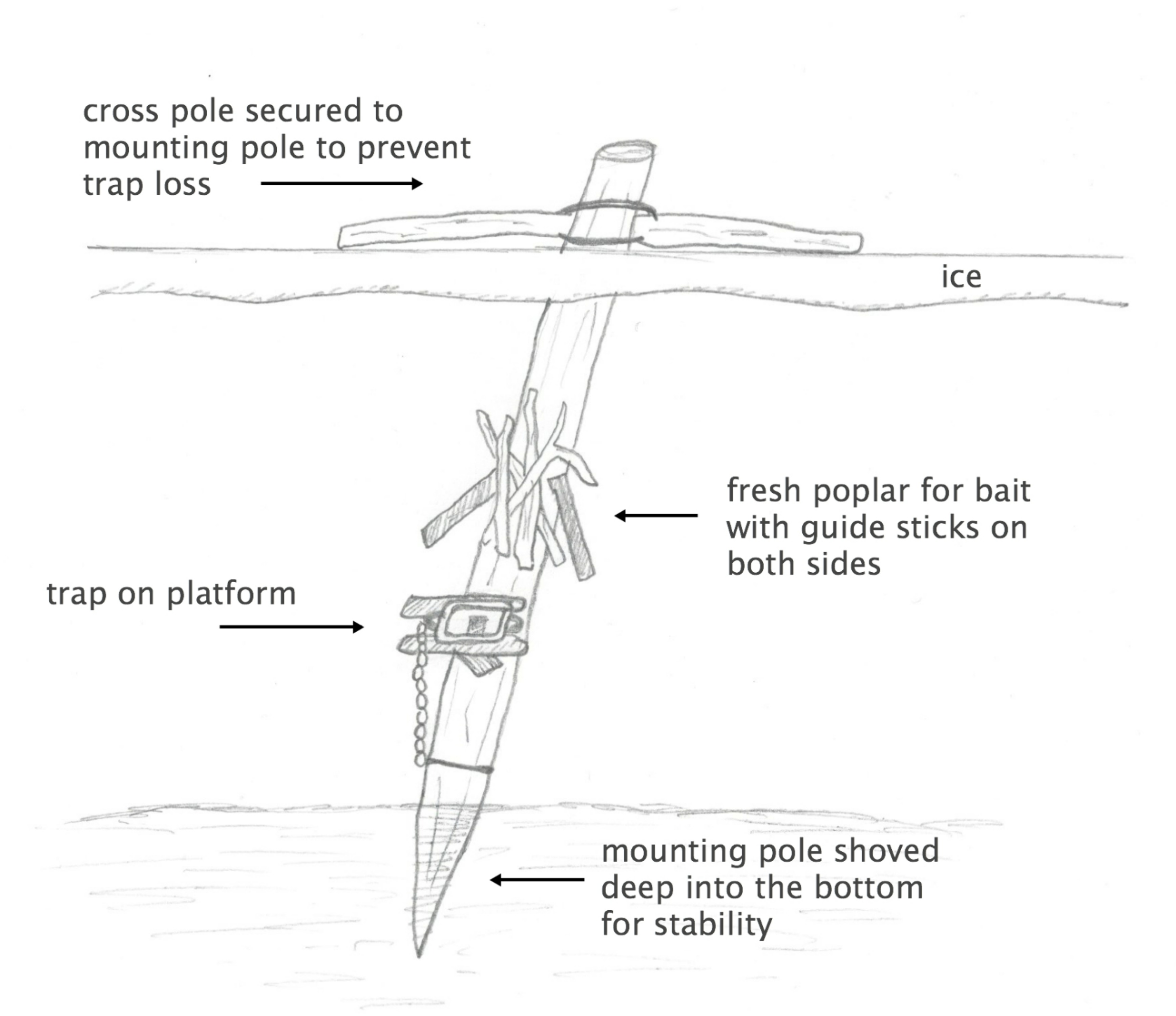 Ice Trapping Beaver Winter Beaver Sets