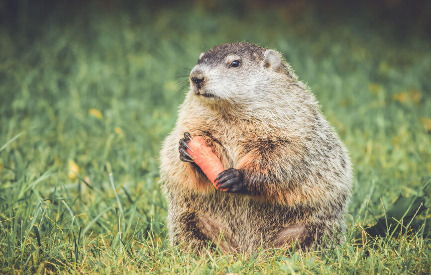 Use Havahart Live Animal Trap to Bait and Catch Raccoon, Groundhog, and  other Nuisance Wildlife 