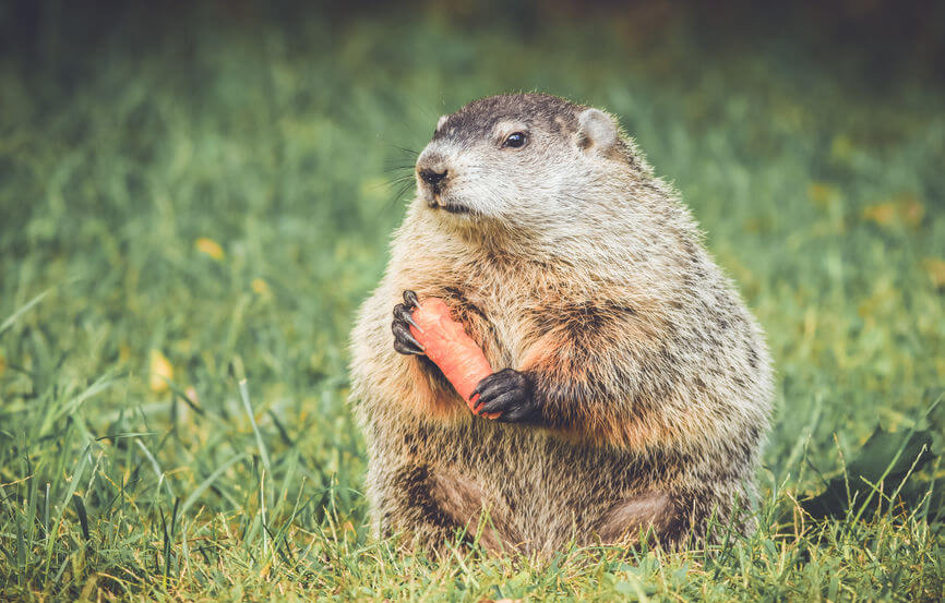 Trapping Groundhogs - How To Trap A Woodchuck
