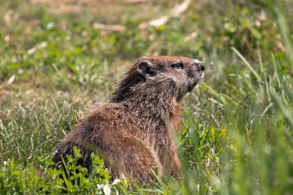 Trapping Groundhogs - How To Trap A Woodchuck