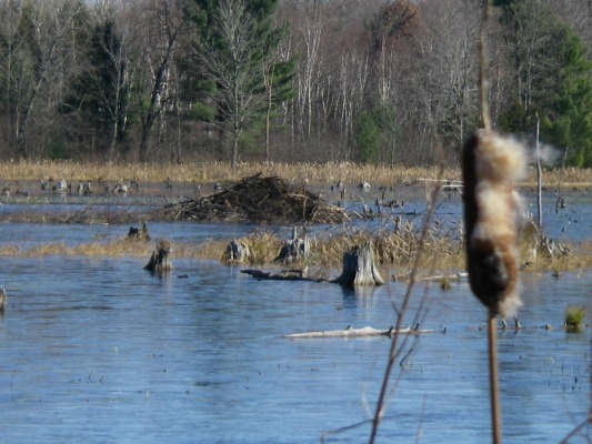 Why Do Beavers Build Dams?