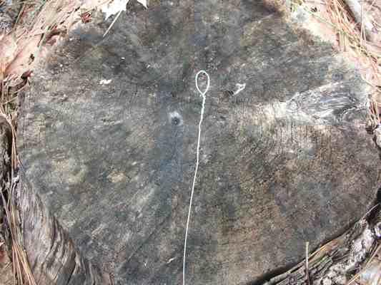 Setting A Rabbit Snare An Easy Rabbit Trap Setting A Rabbit Snare An Easy Rabbit Trap