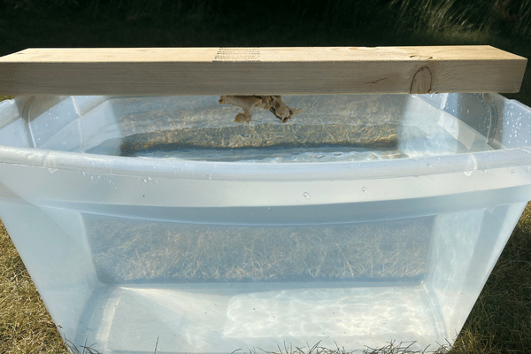 Homemade yellow jacket trap using a tote of water and chicken for bait